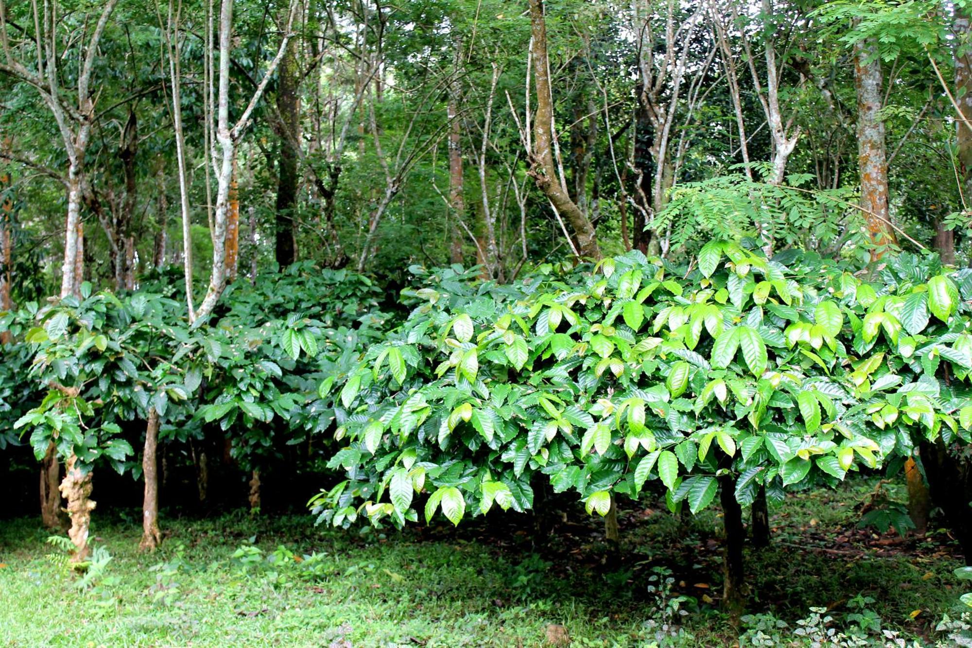 Woodside Homestay Wayanad Batheri Kültér fotó