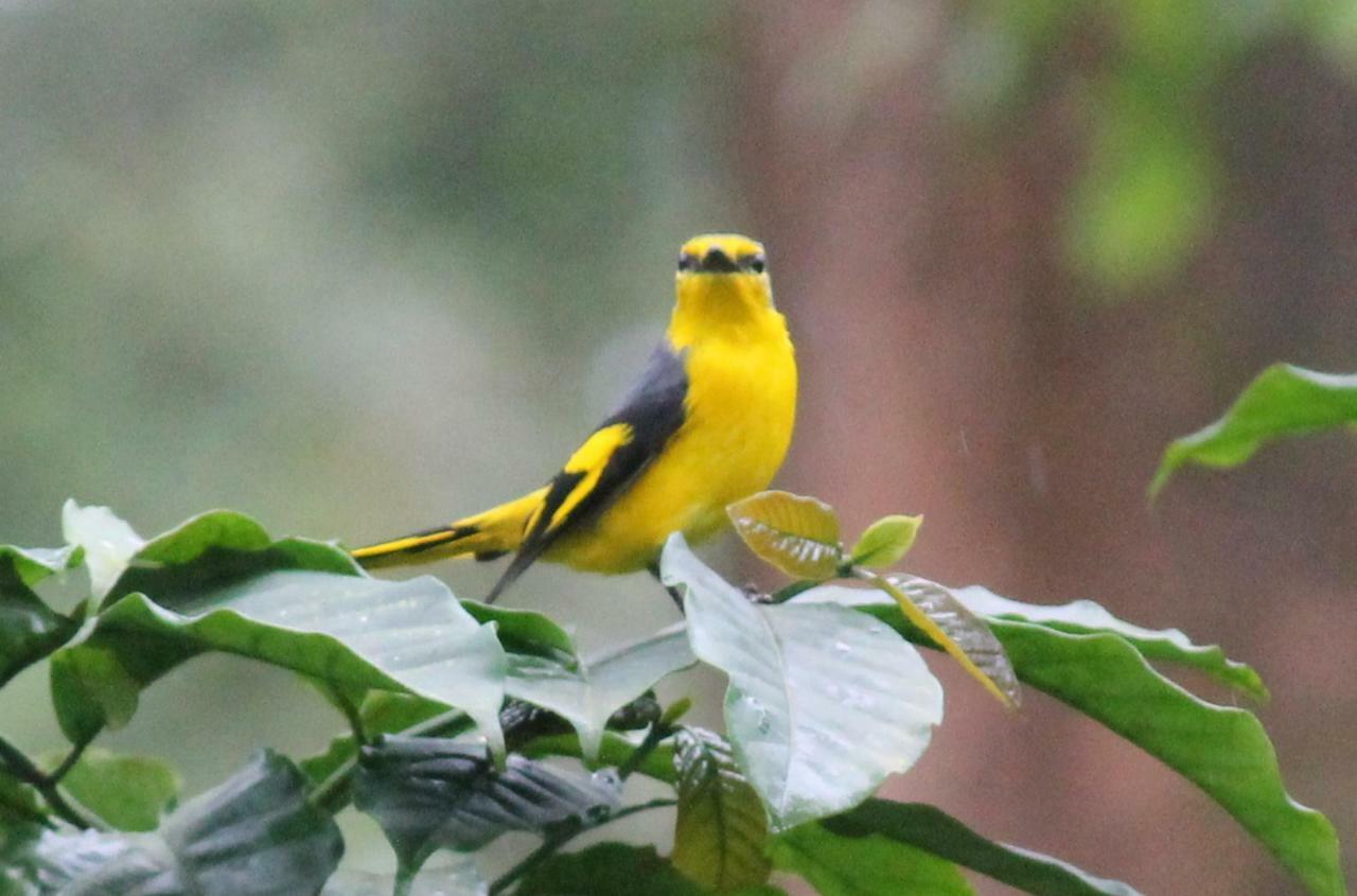 Woodside Homestay Wayanad Batheri Kültér fotó