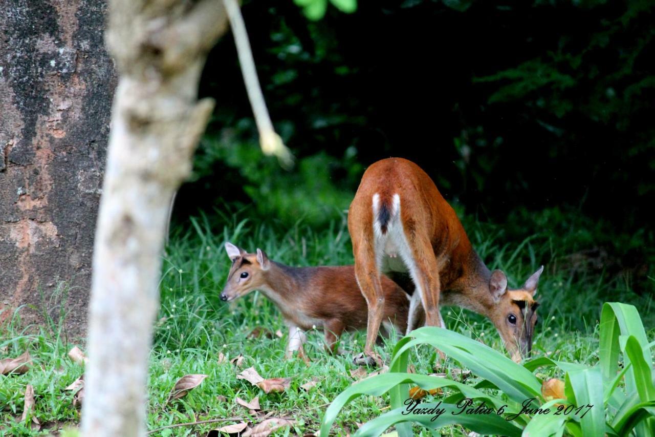 Woodside Homestay Wayanad Batheri Kültér fotó